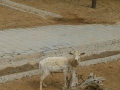 -石家庄市动物园