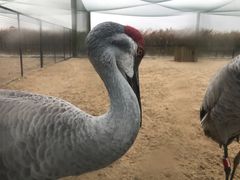-盐城丹顶鹤湿地生态旅游区