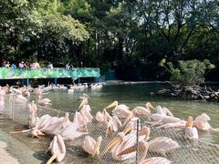 -广州长隆飞鸟乐园