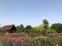 -上海滨江森林公园