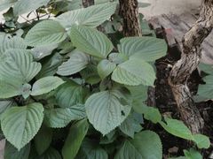 -崔家大院·特色农家菜