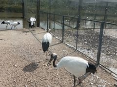-盐城丹顶鹤湿地生态旅游区
