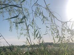 -绿堤公园
