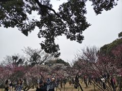 -无锡梅园公园