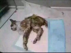 盛京一禾-盛京一禾