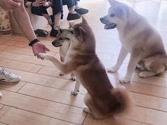 -喜柴咖啡·柴犬狗咖