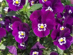 蝴蝶花-三圣花乡旅游区