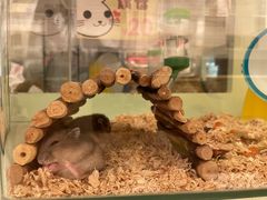 -龙猫仔乐园(惠福东路店)