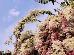 -深圳国际园林花卉博览园