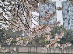 -成都市活水公园