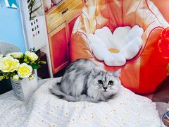 -爱洗澡的猫(望京店)