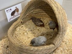 -怪兽屋·羊驼·猫咖·狗咖(俊华广场店)