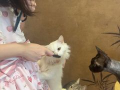 -楼上猫咖(罗湖店)