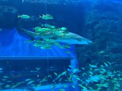 -成都浩海立方海洋公园