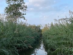 -溱湖国家湿地公园