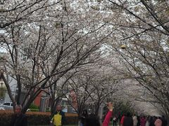 -高东镇樱花园