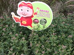 -西湖风景区-江洋畈生态公园