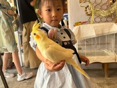 -吉丁鸟咖·异宠·寄养