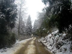 -武陵山森林公园
