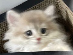-老吴的猫·猫舍(新区店)