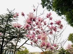 -漕湖湿地公园