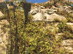 -黄埔油麻山森林公园