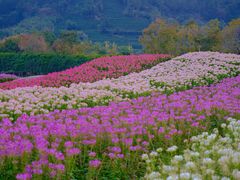 -径山花海