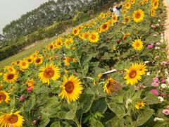 -迪茵湖田家舍生态农场