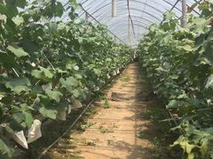 -马陆小张葡萄园农家乐