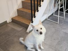 -悟白咖啡WoobyCafe
