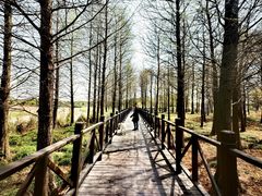 -贡湖湾湿地公园