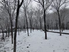 -大兴滨河森林公园