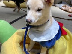 -逗柴咖啡屋·狗咖猫咖宠物桌游