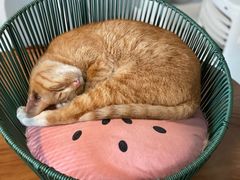 -Cappucimeow猫咪咖啡馆(韦伯时代店)