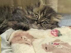 -momokira米努特·德文卷毛猫·棉花面纱犬