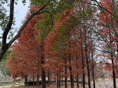 -昆山城市生态森林公园