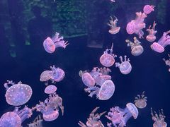 -石家庄极地海洋世界