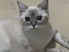 -宠福鑫康馨动物医院·骨科·眼科