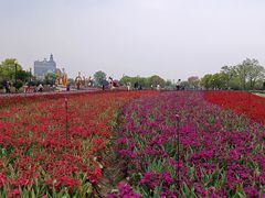 -荷兰花海