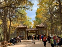 -金塔沙漠胡杨林景区