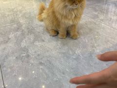 -爪爪喵星球·猫舍(前海卓越店)