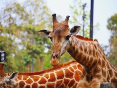 -清迈夜间动物园