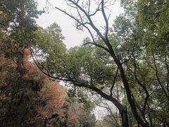 -灵岩山风景区