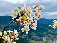 -舒家湾天主教堂