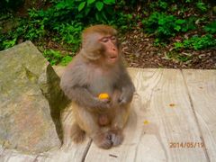 android_upload_pic-武当山风景区