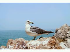 -海驴岛(荣成市)