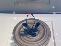 -BLACKSWAN黑天鹅(环球店)