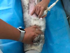 -纳吉亚猫专科动物诊疗中心(蒋宅口分院)
