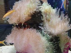 -太平洋海底世界