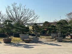 -龙大花卉苗木市场